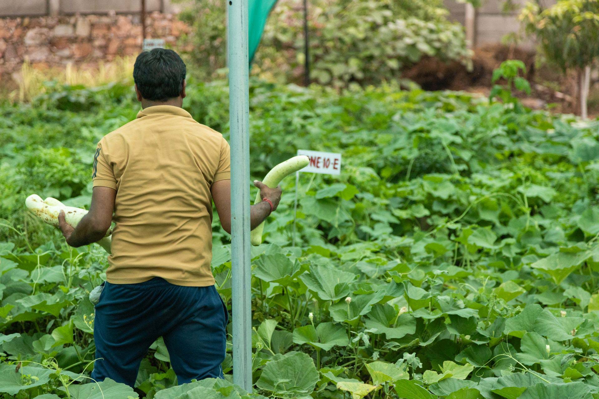 Organic vegetables at - Aranyavas Nature Retreat