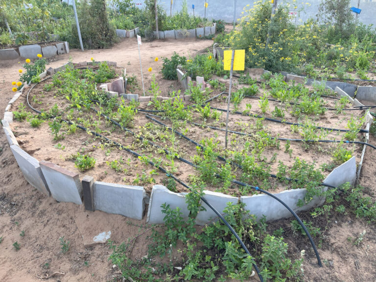 Permaculture Principles Adopted at Aranyavas Farmstays A Journey Towards Sustainable Living