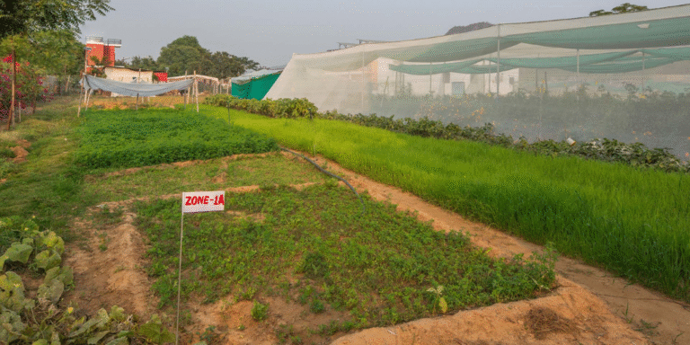 Permaculture vs. Organic vs. Natural vs. Regenerative Farming
