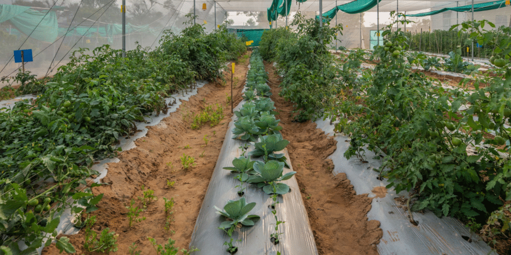 How a Few Days at a Farm Can Change the Way You Think