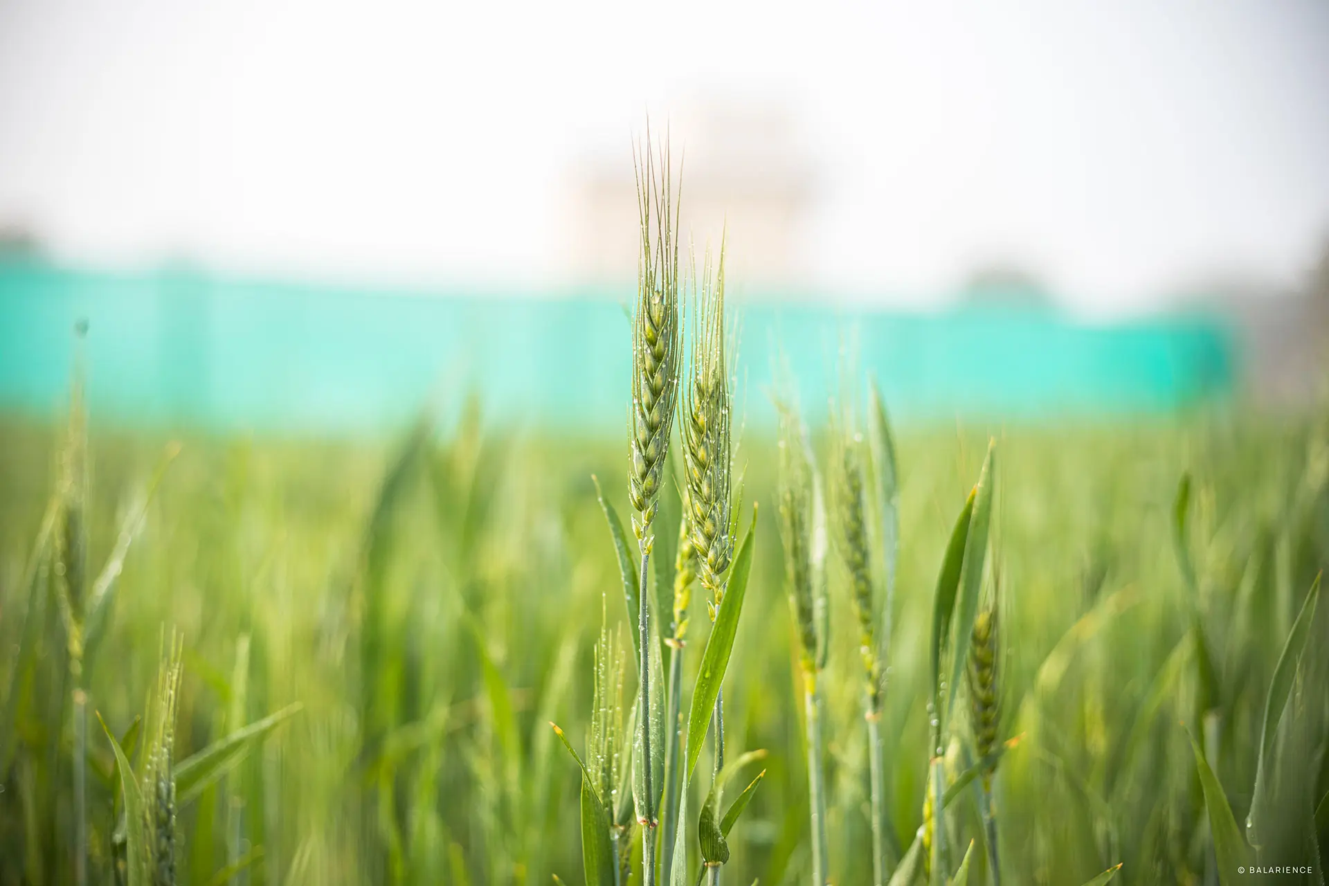 gallery farm section main pic