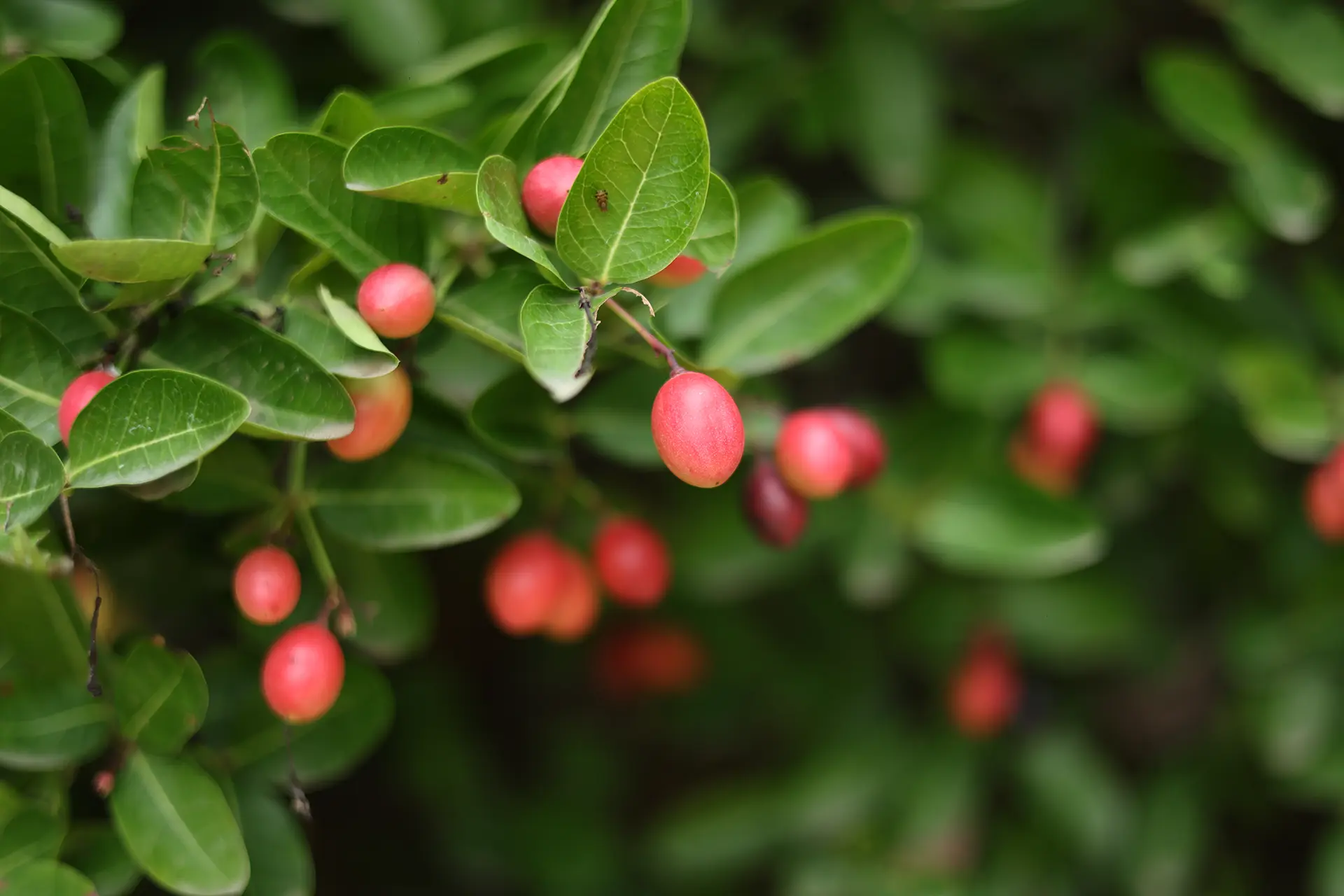 gallery page opening picture