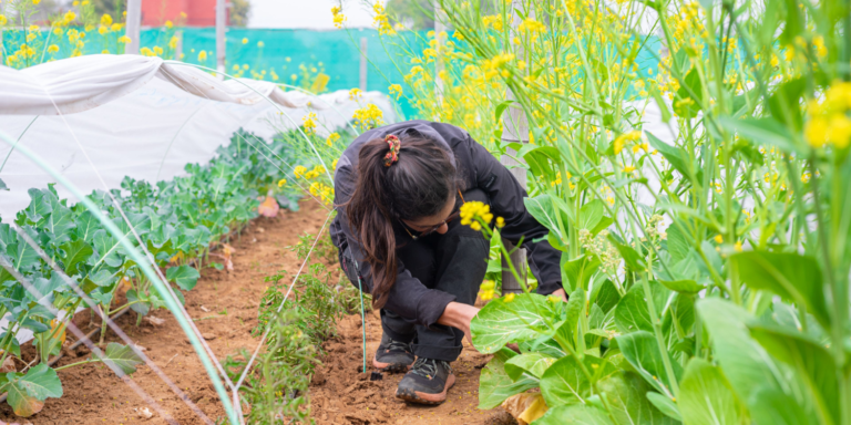 Life as a Volunteer at Aranyavas Learning the Farm’s Rhythm