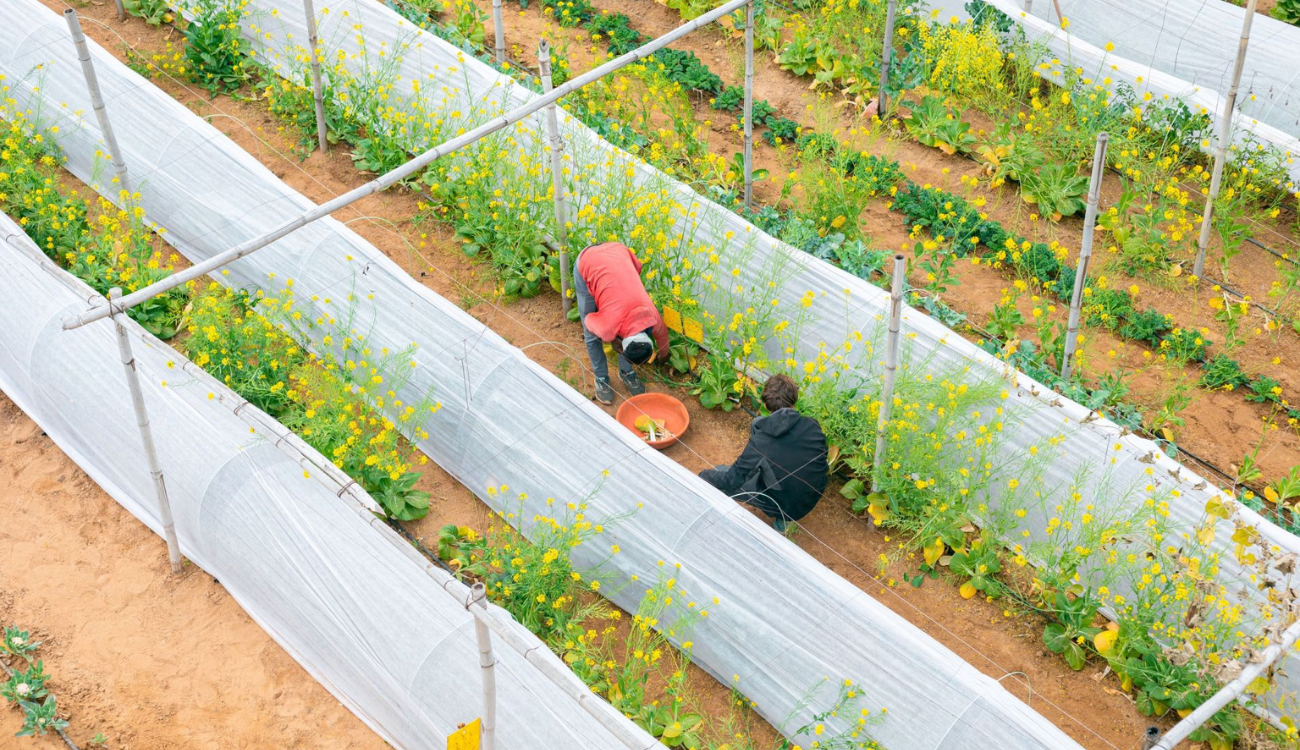 What the Farm Gives Back Harvests, Effort, and Quiet Rewards